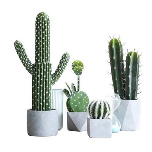  Cactus