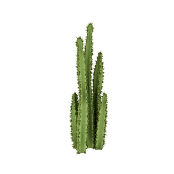 Simulated cactus